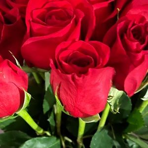 Meet your Posher, Veronica